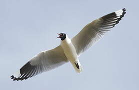 Mouette des Andes