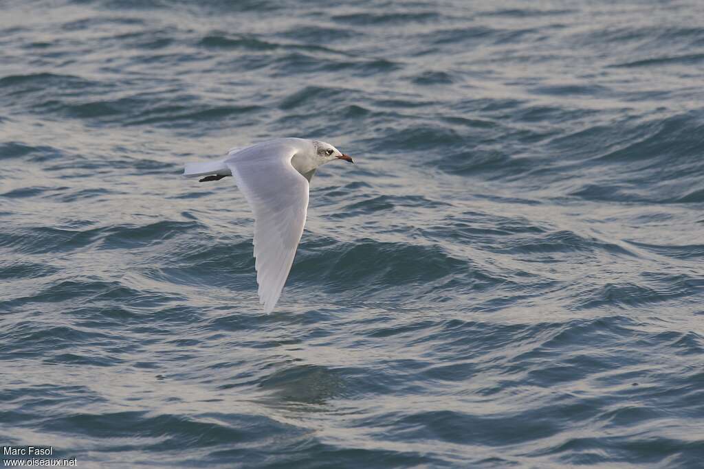 Mouette mélanocéphaleadulte internuptial, identification