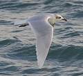 Mouette mélanocéphale