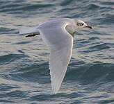 Mouette mélanocéphale
