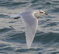 Mediterranean Gull