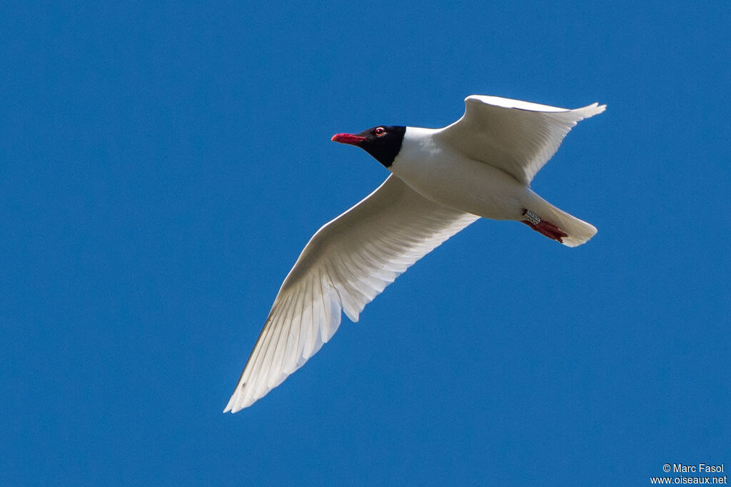 Mouette mélanocéphaleadulte nuptial, Vol