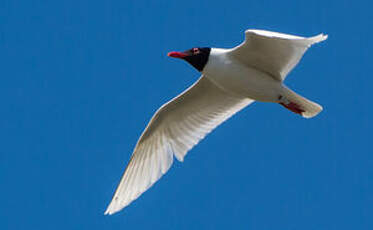 Mouette mélanocéphale