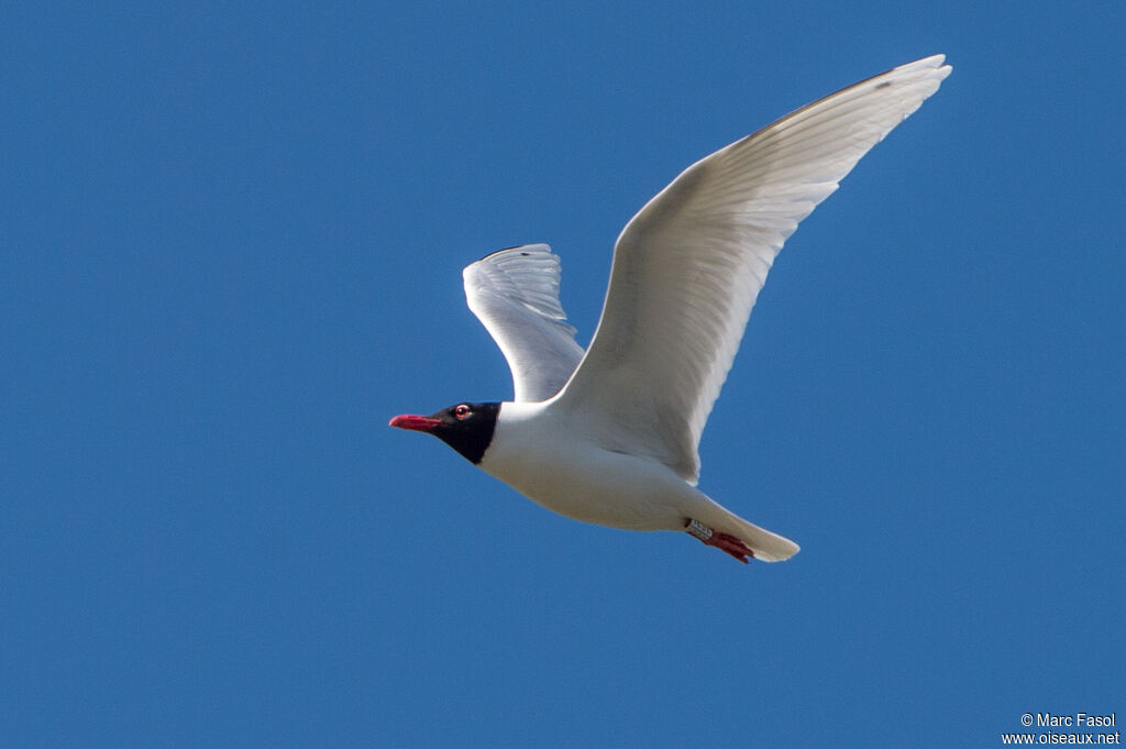 Mouette mélanocéphaleadulte nuptial, Vol