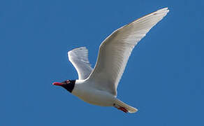 Mediterranean Gull