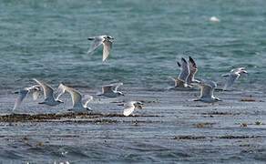 Mouette mélanocéphale