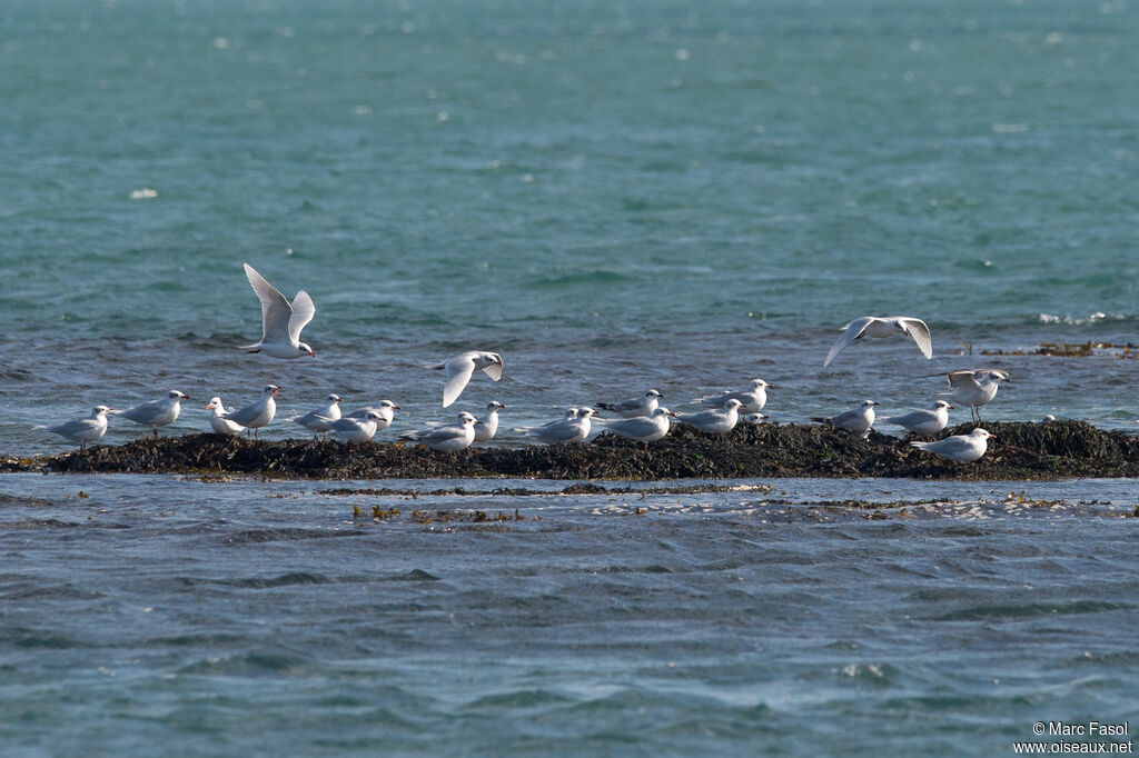 Mouette mélanocéphale, Vol