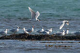 Mouette mélanocéphale