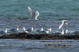 Mouette mélanocéphale