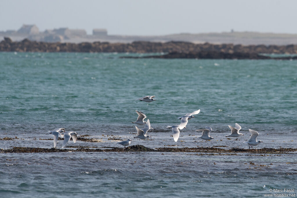 Mediterranean Gull, Flight
