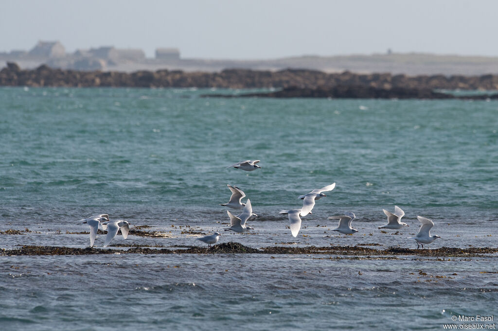 Mouette mélanocéphale, Vol