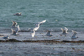 Mouette mélanocéphale