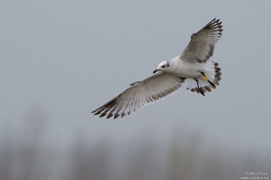 Mediterranean GullSecond year, Flight