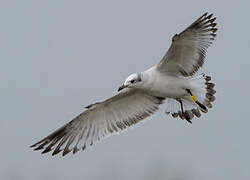 Mouette mélanocéphale