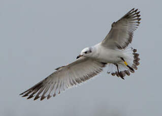 Mouette mélanocéphale