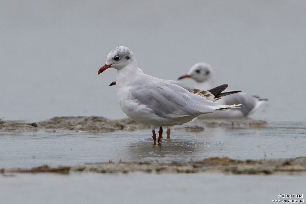 Mouette mélanocéphaleadulte internuptial, identification