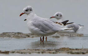 Mediterranean Gull