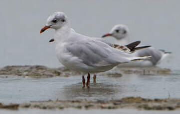 Mouette mélanocéphale