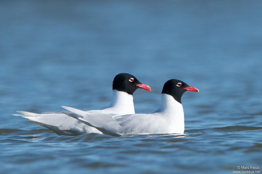 Mouette mélanocéphaleadulte, nage