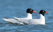 Mouette mélanocéphale