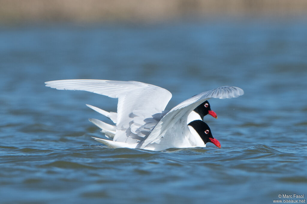 Mouette mélanocéphaleadulte, nage