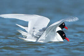 Mouette mélanocéphale