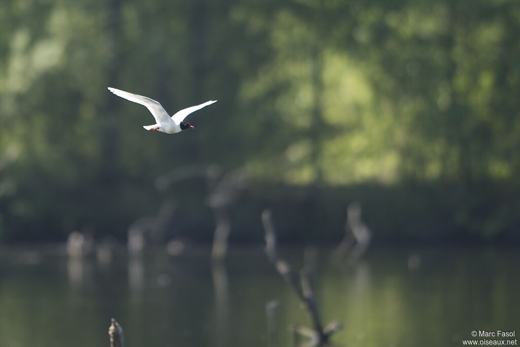 Mouette mélanocéphaleadulte nuptial, Vol