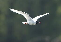 Mediterranean Gull