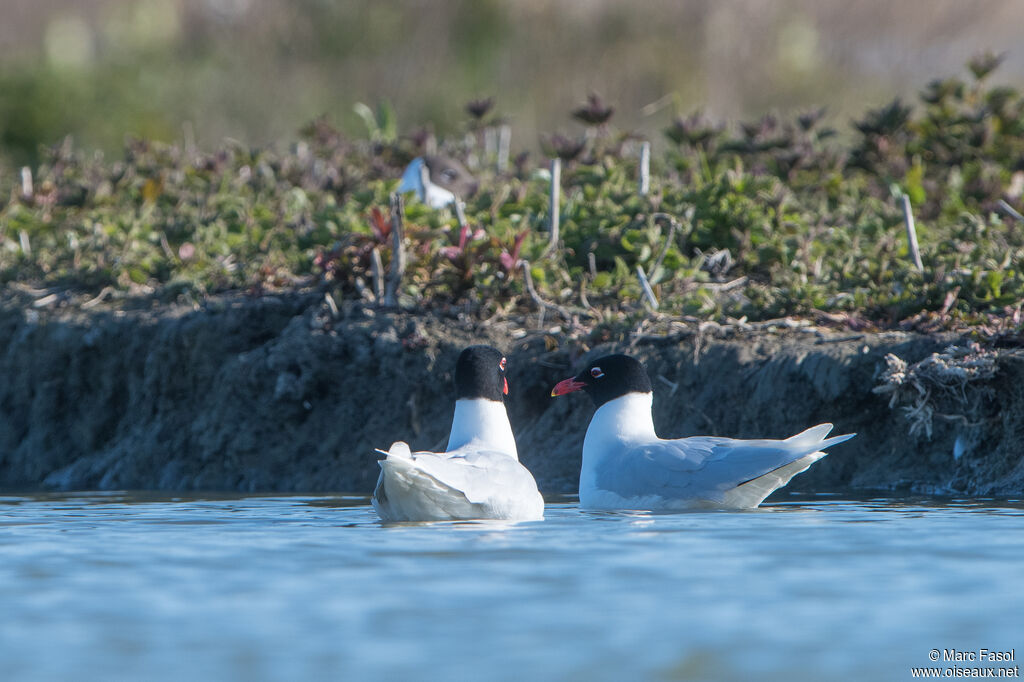 Mouette mélanocéphaleadulte