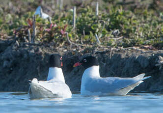 Mouette mélanocéphale