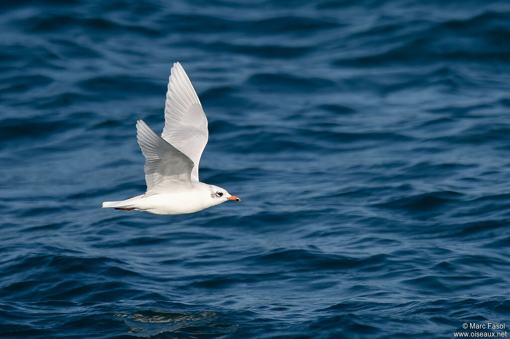 Mouette mélanocéphaleadulte internuptial, Vol