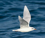 Mouette mélanocéphale