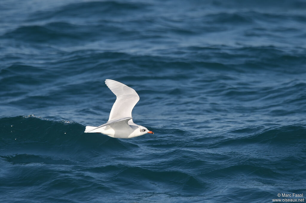 Mouette mélanocéphaleadulte internuptial, Vol