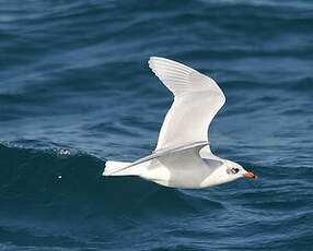 Mouette mélanocéphale