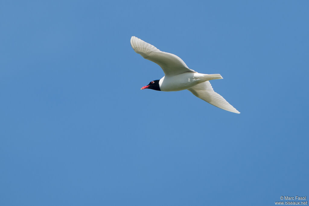 Mouette mélanocéphaleadulte nuptial, Vol