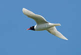 Mouette mélanocéphale