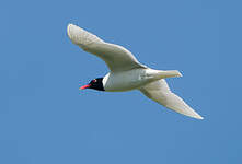 Mouette mélanocéphale