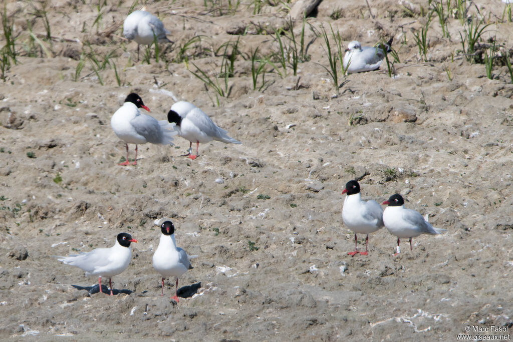 Mouette mélanocéphale, Nidification