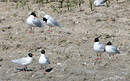 Mouette mélanocéphale