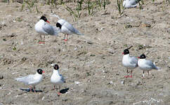 Mouette mélanocéphale