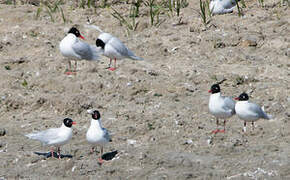 Mouette mélanocéphale