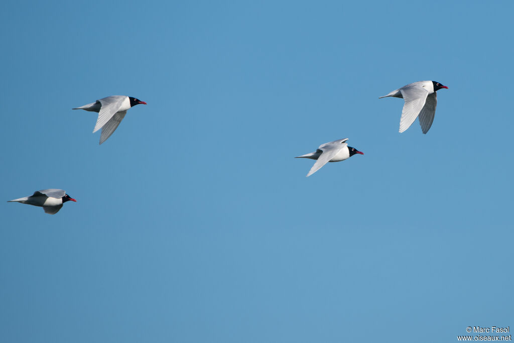 Mouette mélanocéphale, Vol