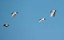 Mouette mélanocéphale