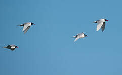 Mouette mélanocéphale
