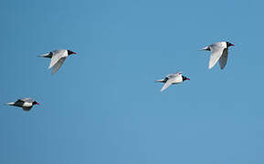 Mouette mélanocéphale
