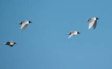 Mouette mélanocéphale