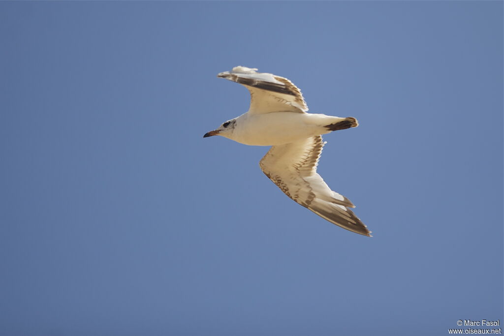 Mediterranean GullSecond year, Flight