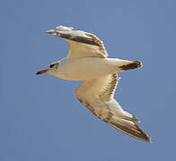 Mediterranean Gull