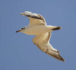 Mouette mélanocéphale