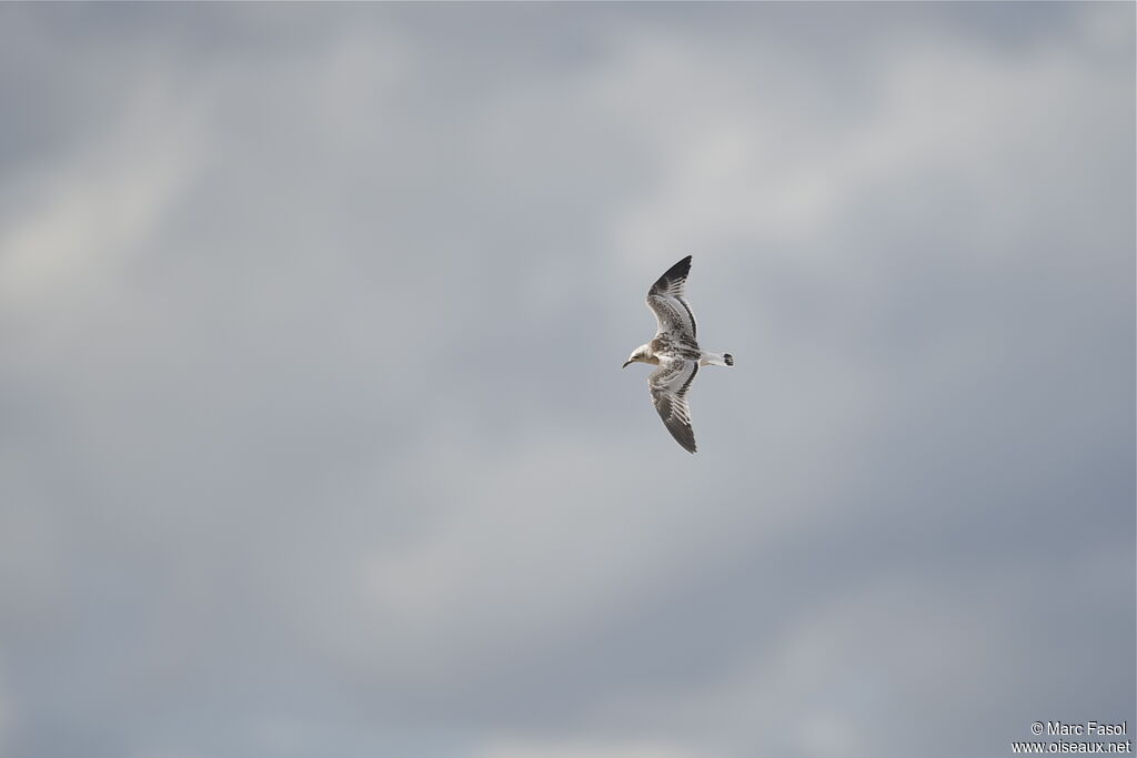 Mediterranean Gulljuvenile, Flight